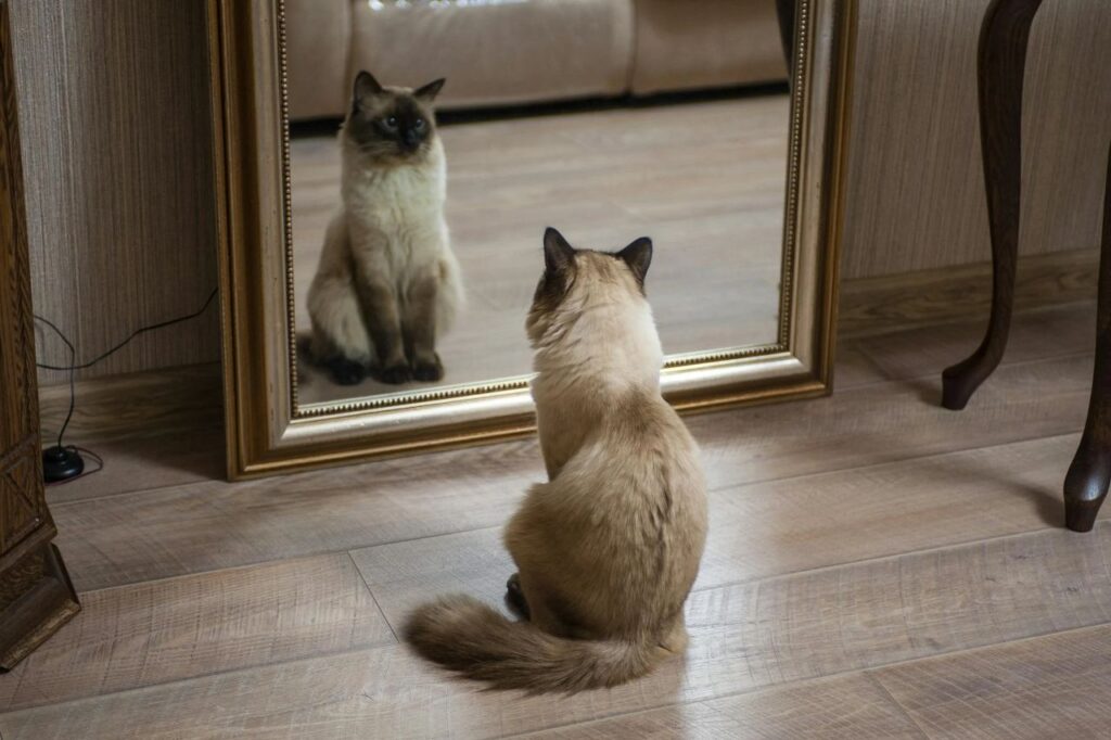 Siamese Cat looking at mirror