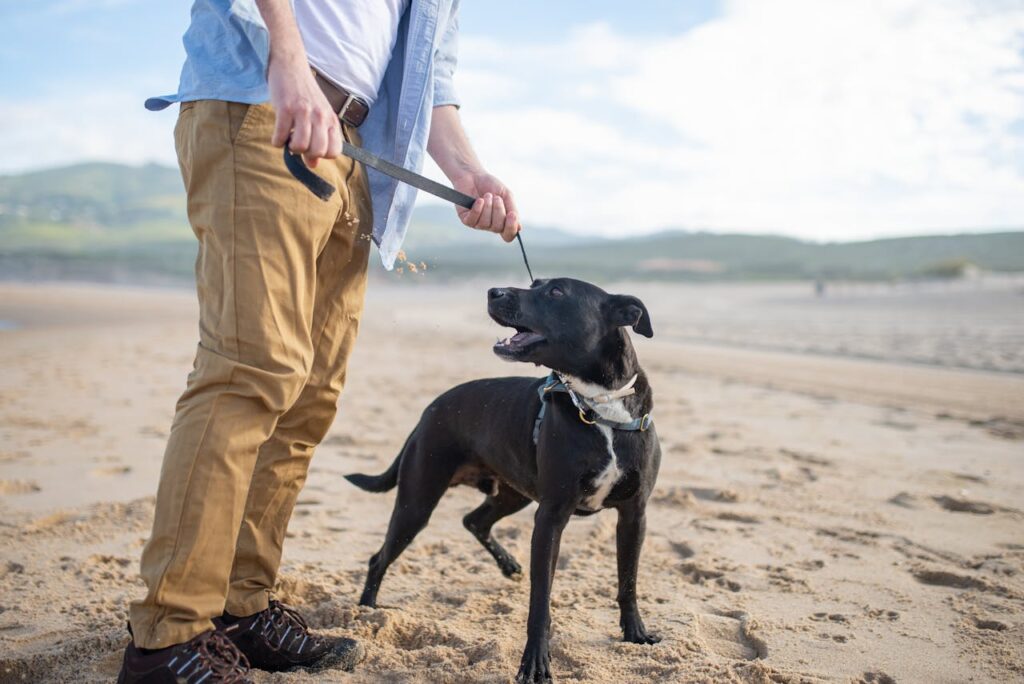 Staffordshire Bull Terrier on leash