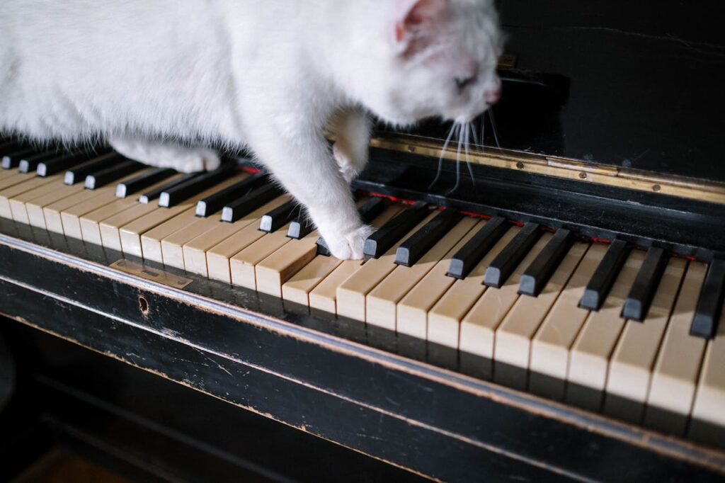 Cat walking on a piano