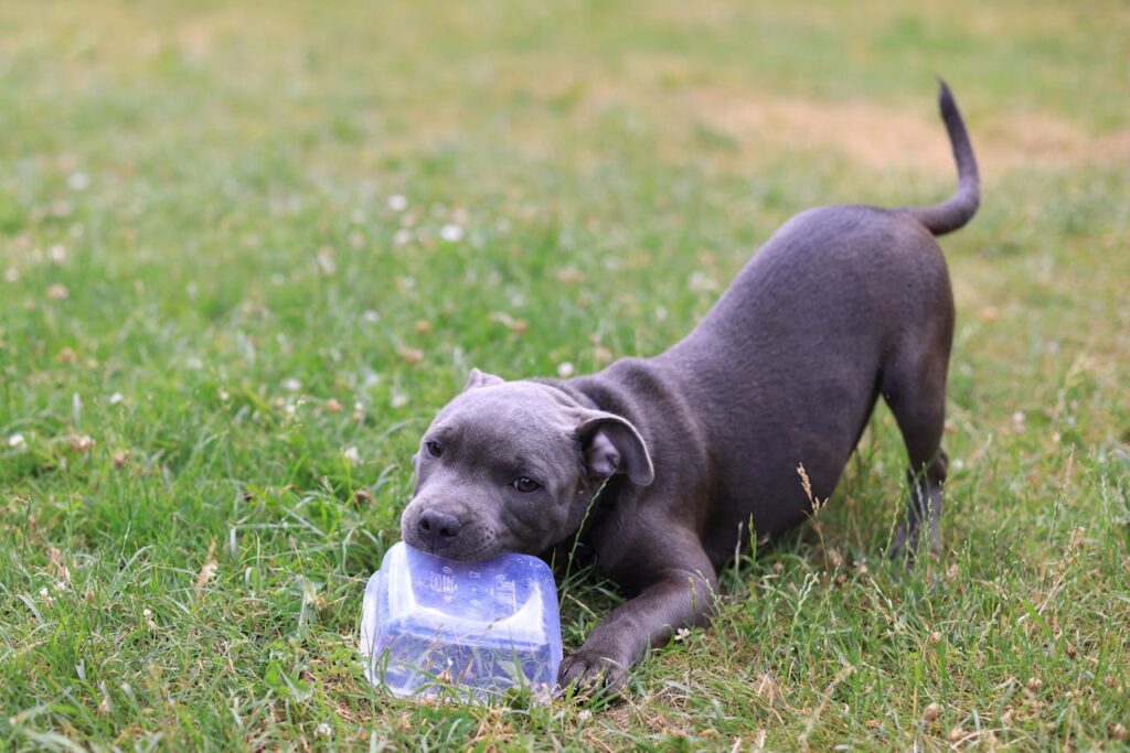 Playful dog in park
