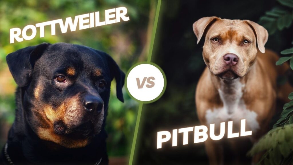 Rottweiler vs Pit Bull