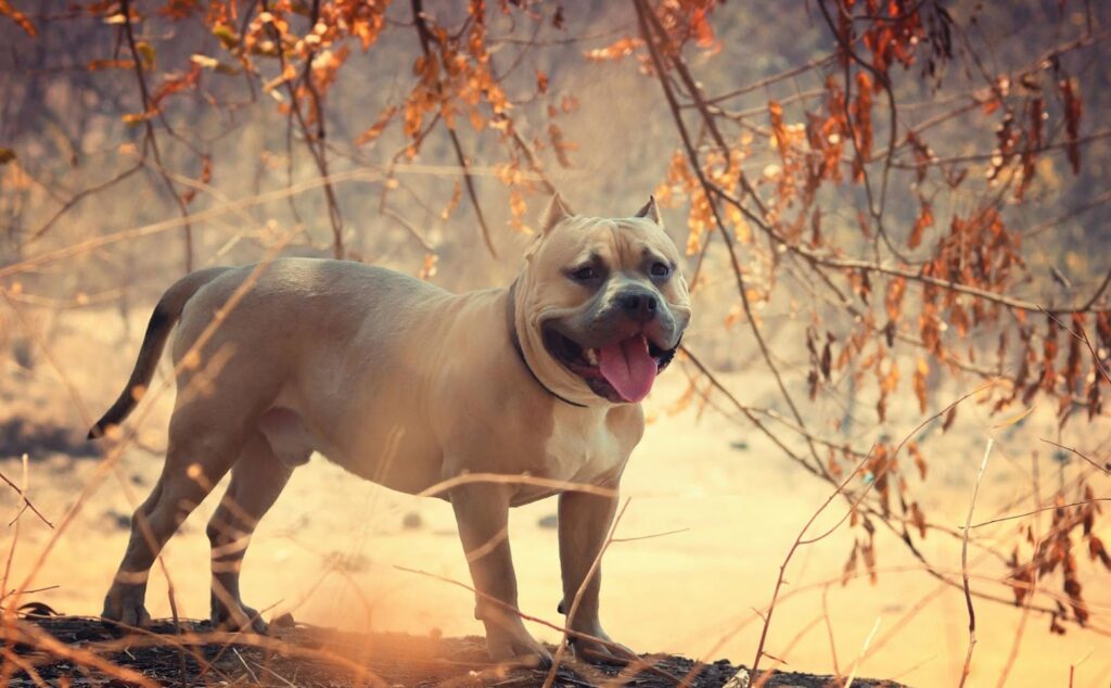 Pitbull dog standing outdoors