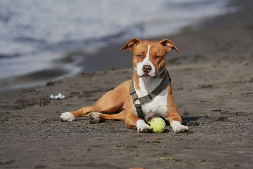 Pitbull on a beach
