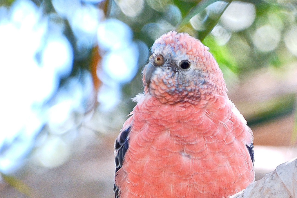 Bourke's Parakeet
