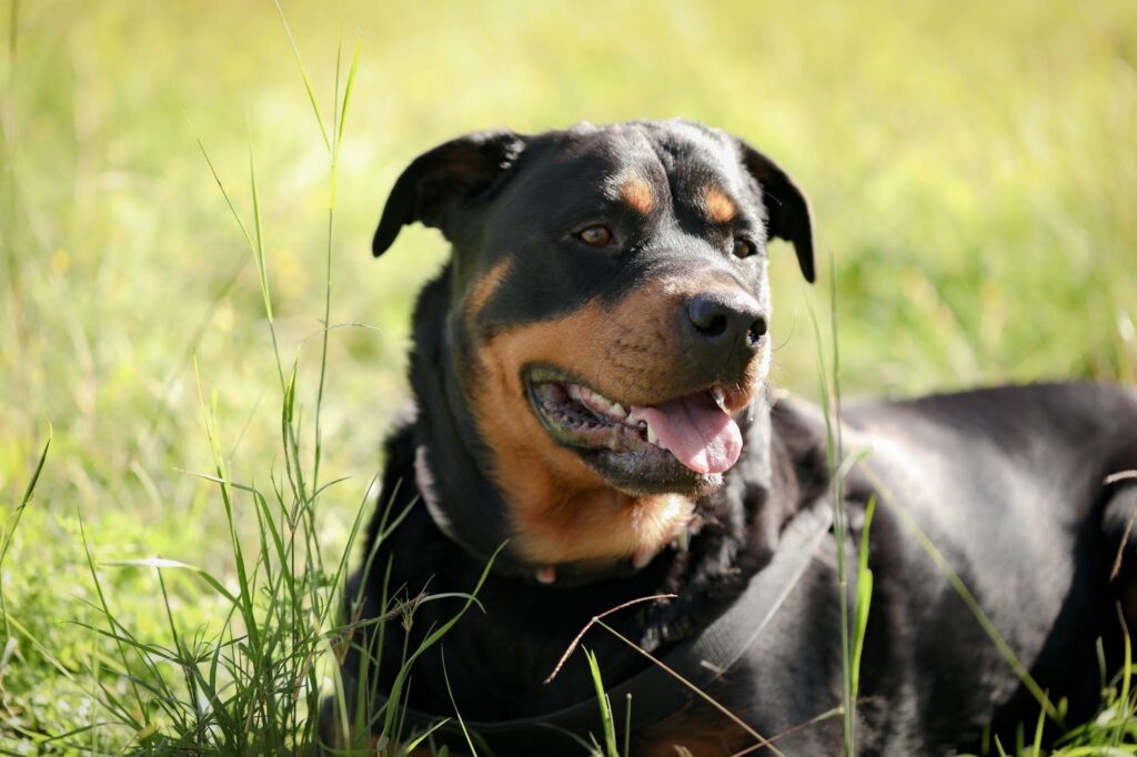 Rottweiler in the garden