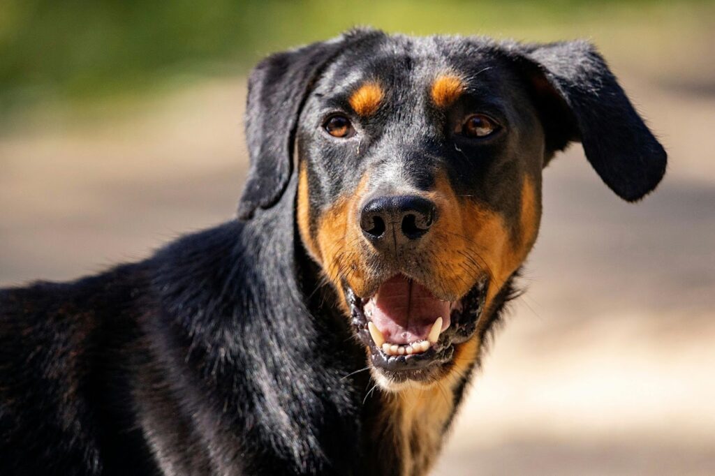 Rottweiler 