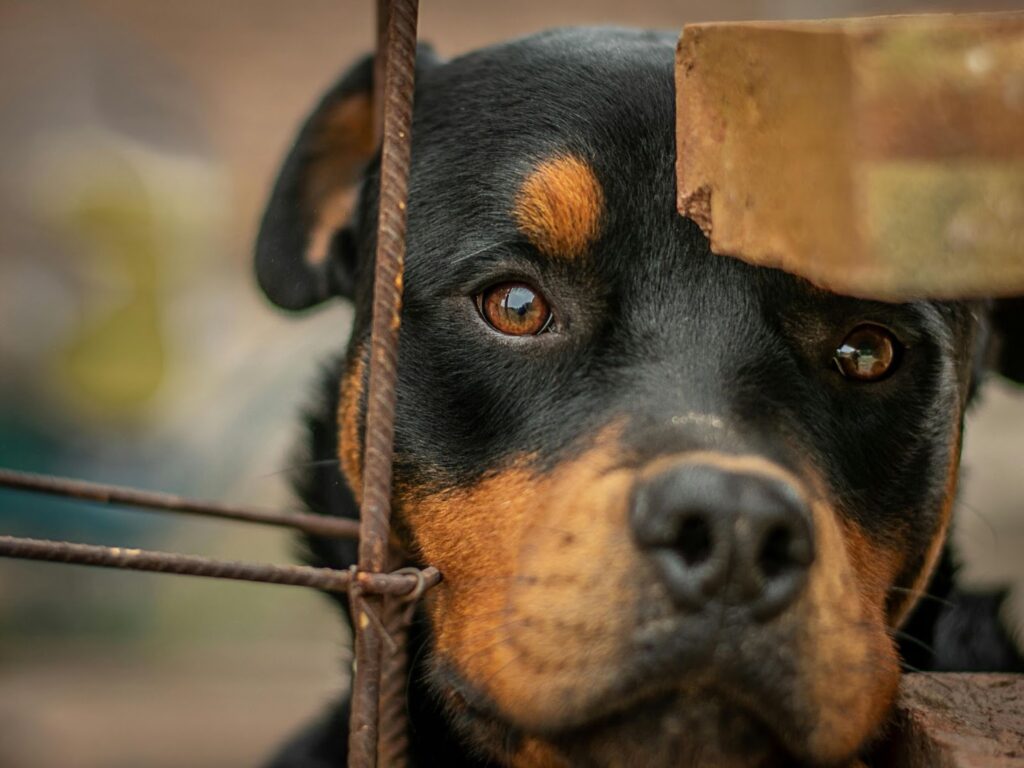 Rottweiler 