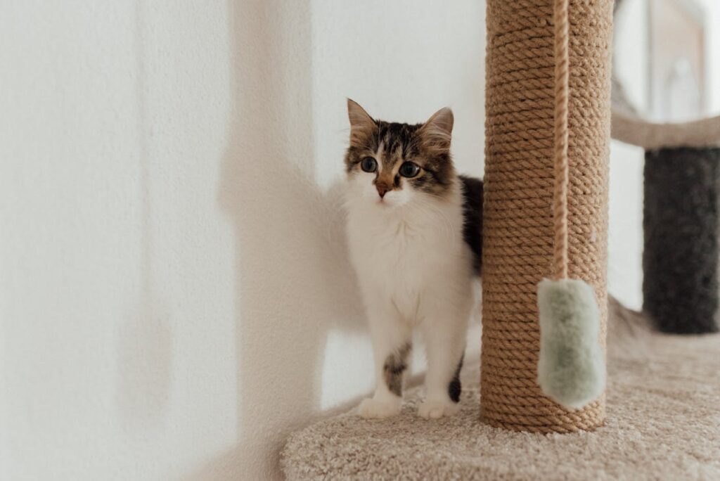 Cat with a scratching pole