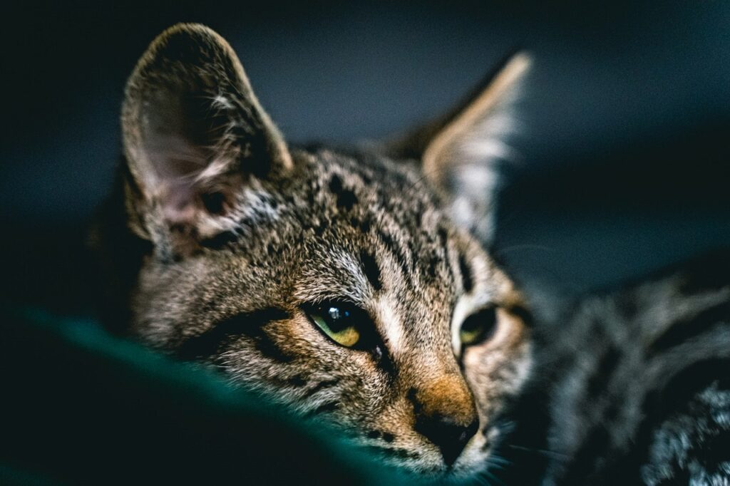 Savanna cat