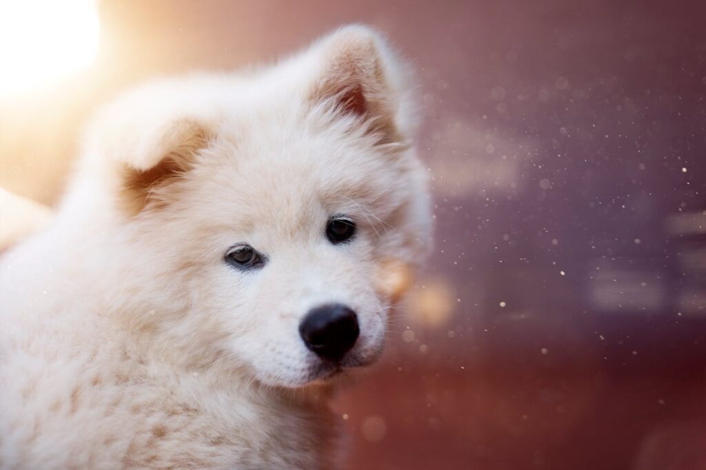 Samoyed