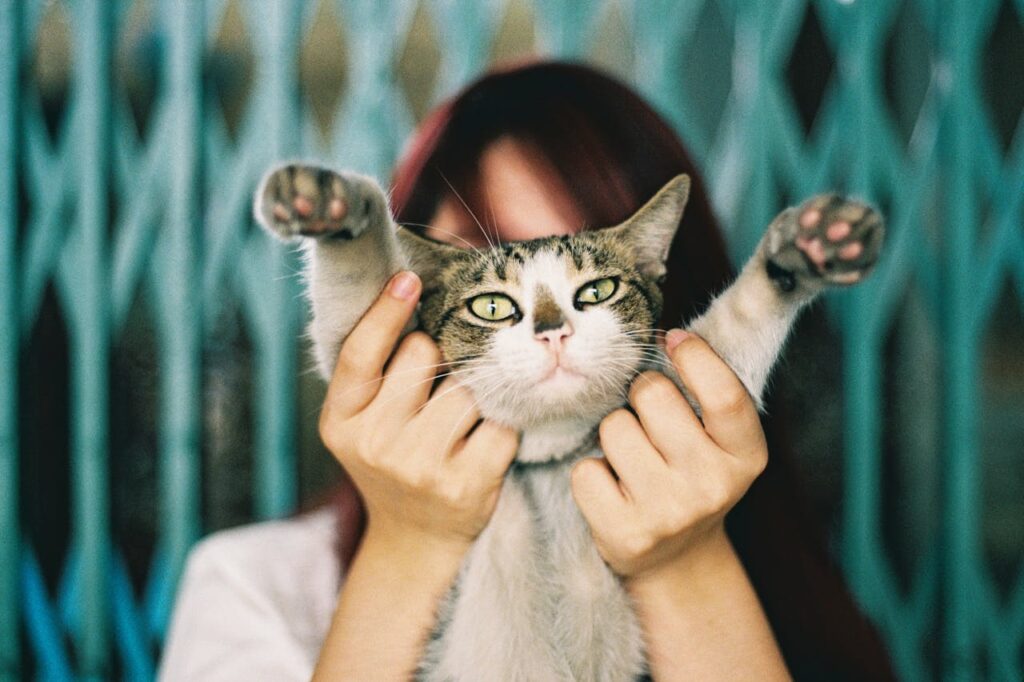 Holding a cat by its arms