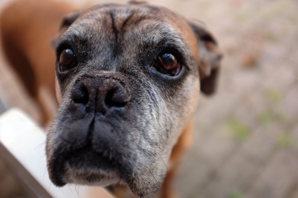 Closeup image of a boxer
