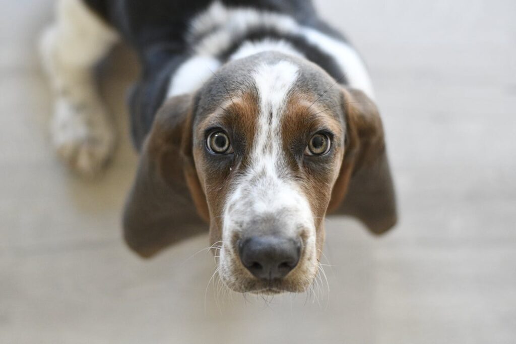 Basset Hound