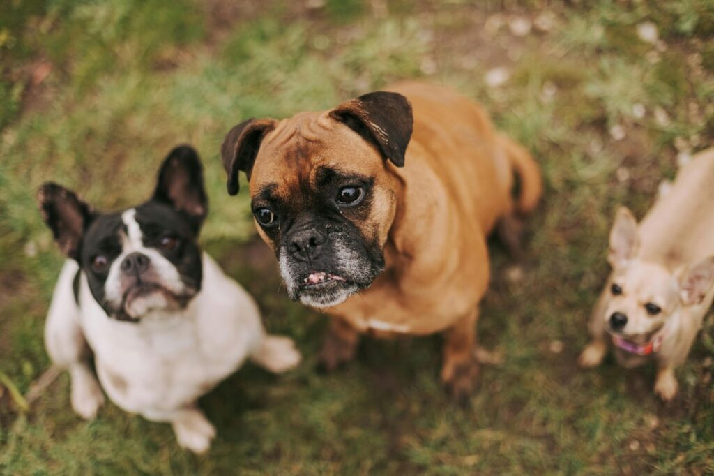 A boxer and other dogs in a park