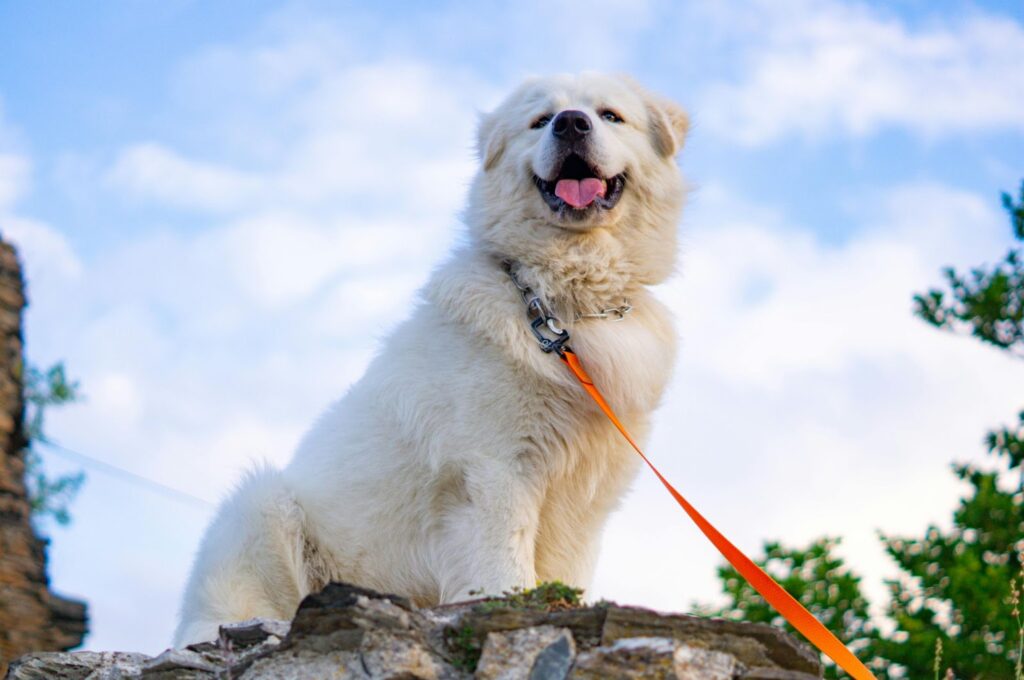 Great Pyrenees