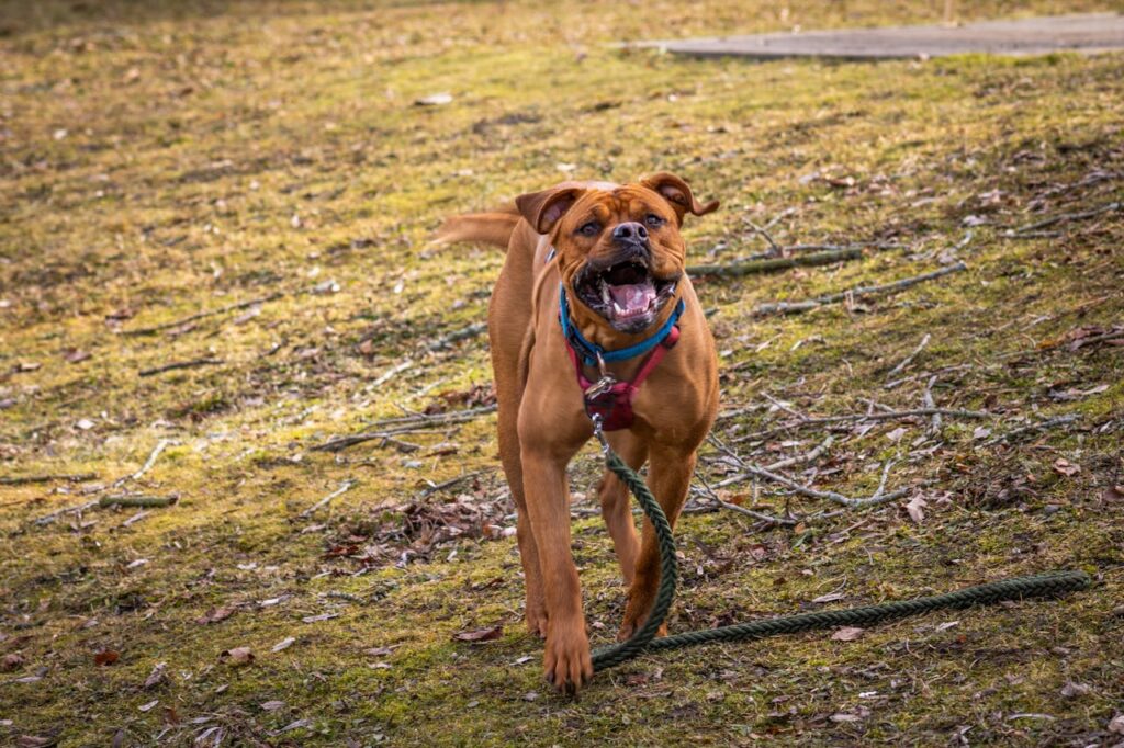 A Boxer dog in a park