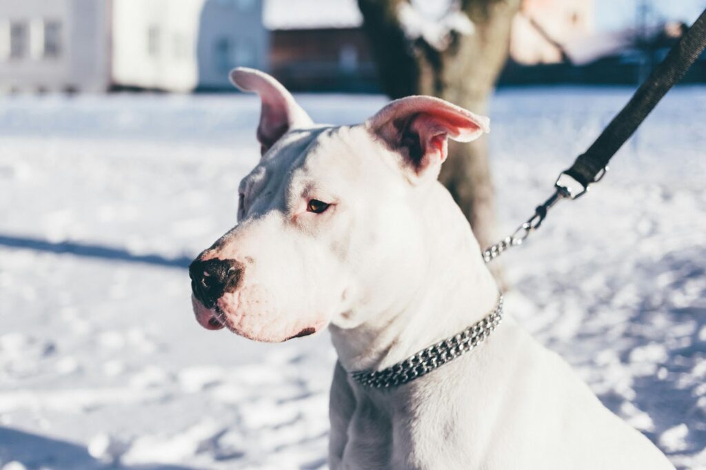 Dogo Argentino