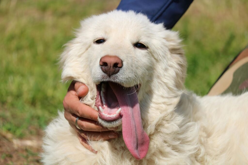Maremma Sheepdog