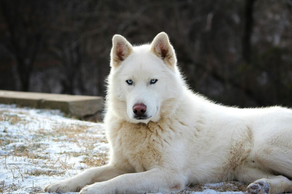 Siberian Husky