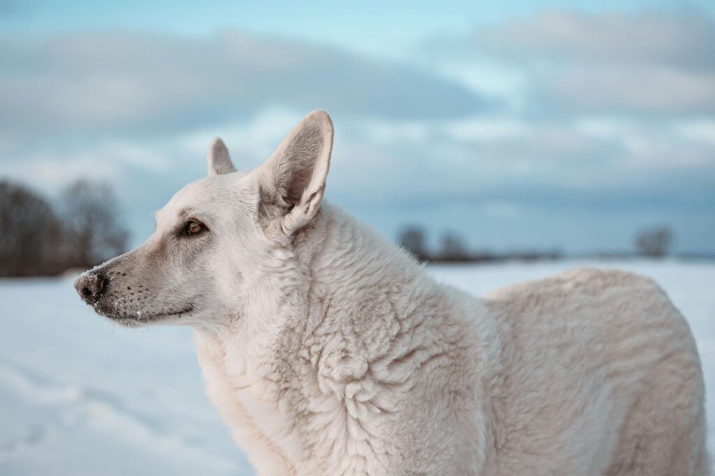 White Swiss Shepherd