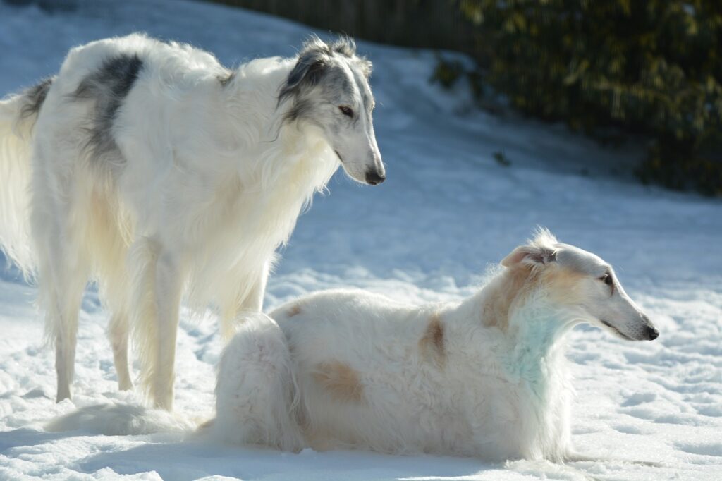 White Borzoi