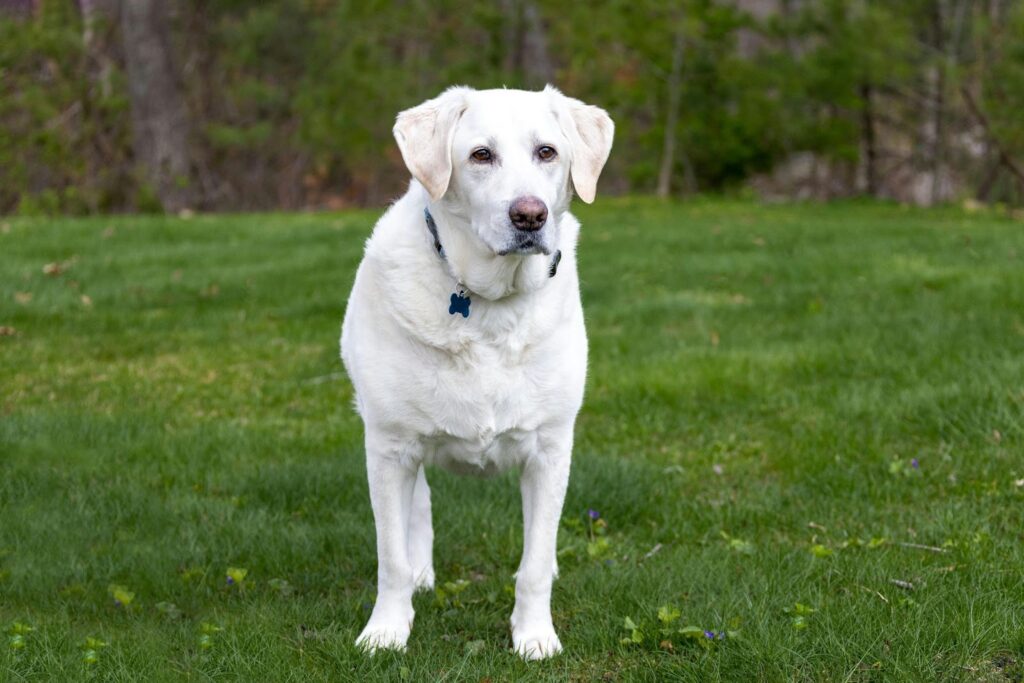 Labrador Retriever (White-Coated Variant)