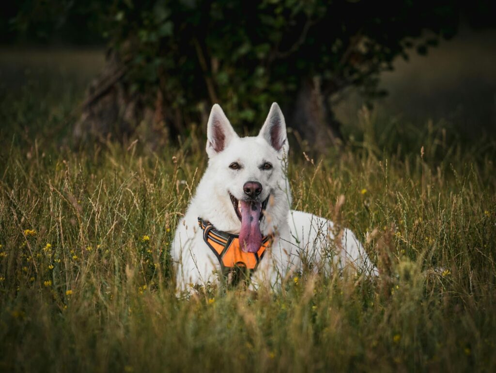 White German Shepherd