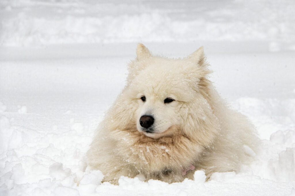 Argentine Polar Dog