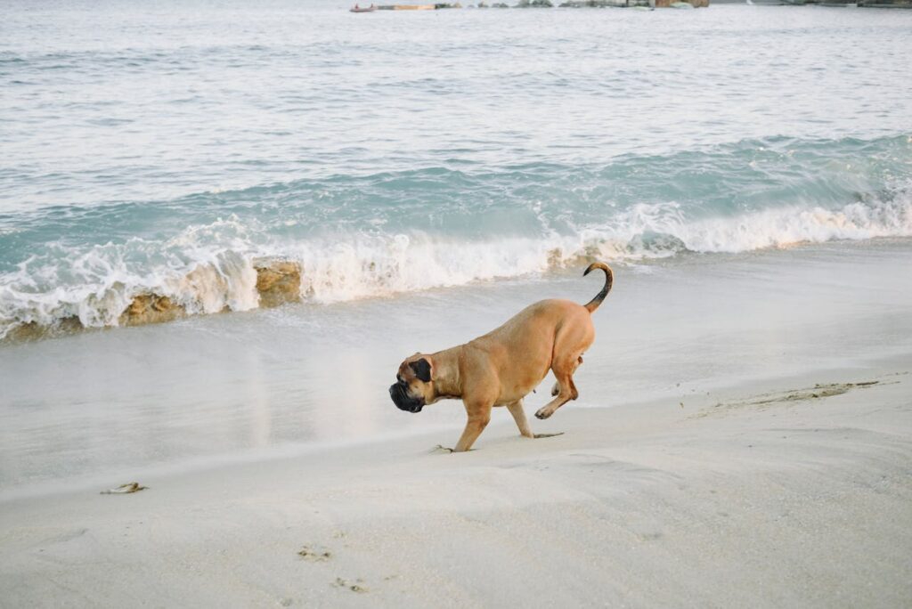 A boxer dog on a beach