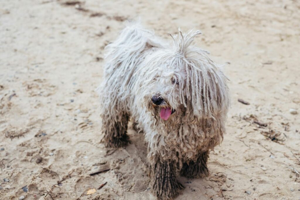 Komondor