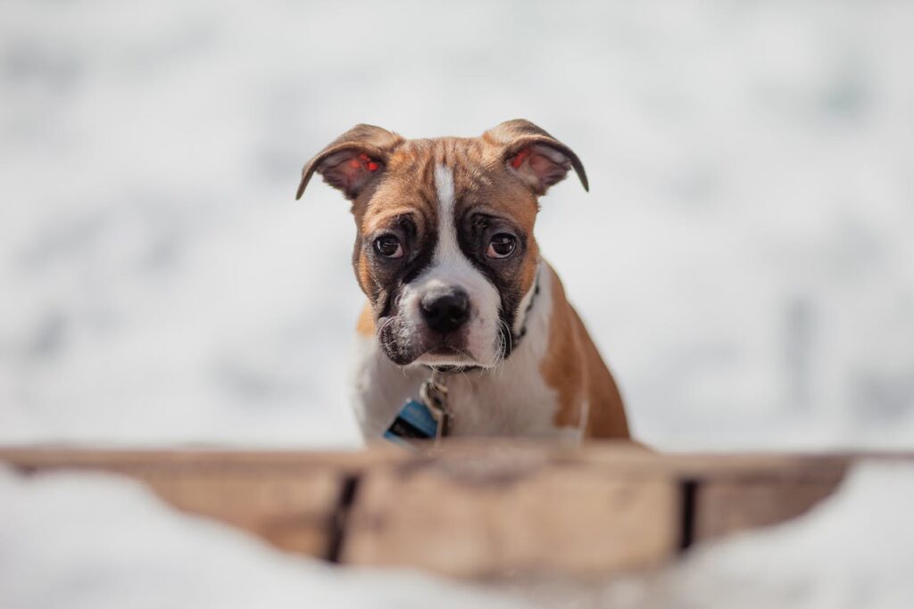 A boxer dog staring into the camera