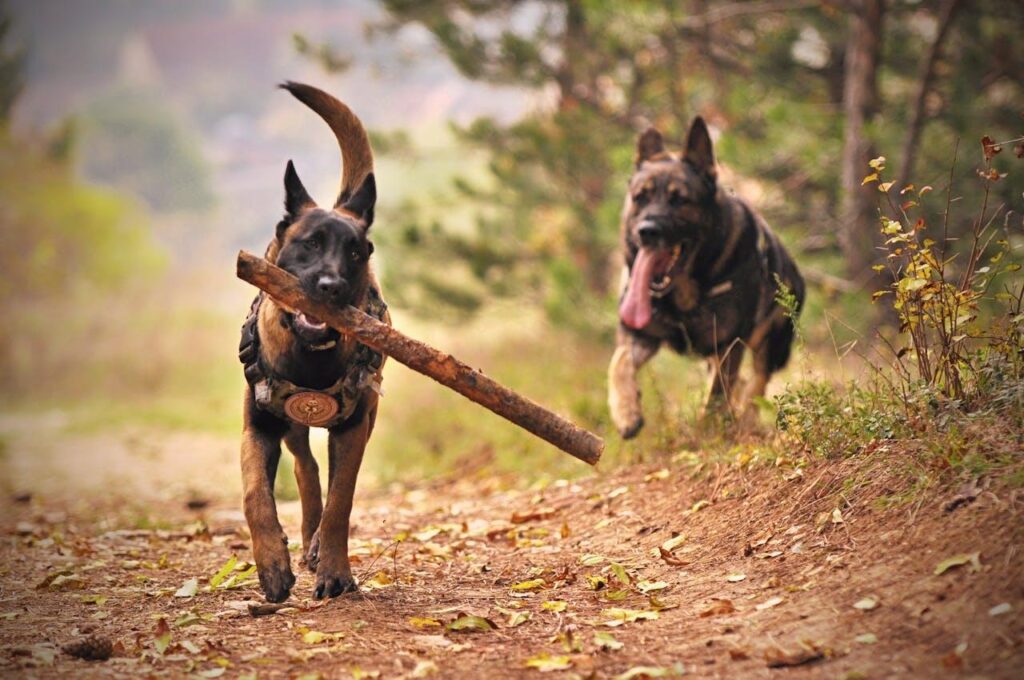 Two German Shepherds running outdoors