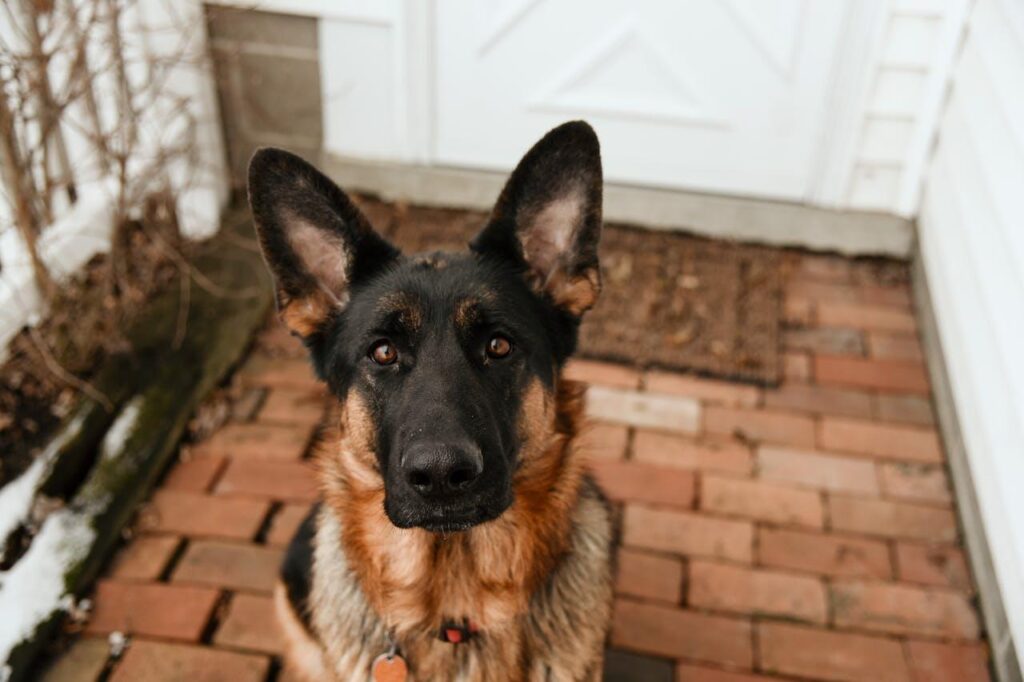 German Shepherd looking at the camera