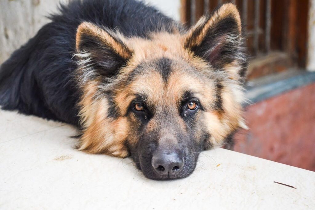 German Shephard 