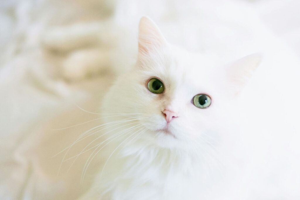 White cat staring into the camera