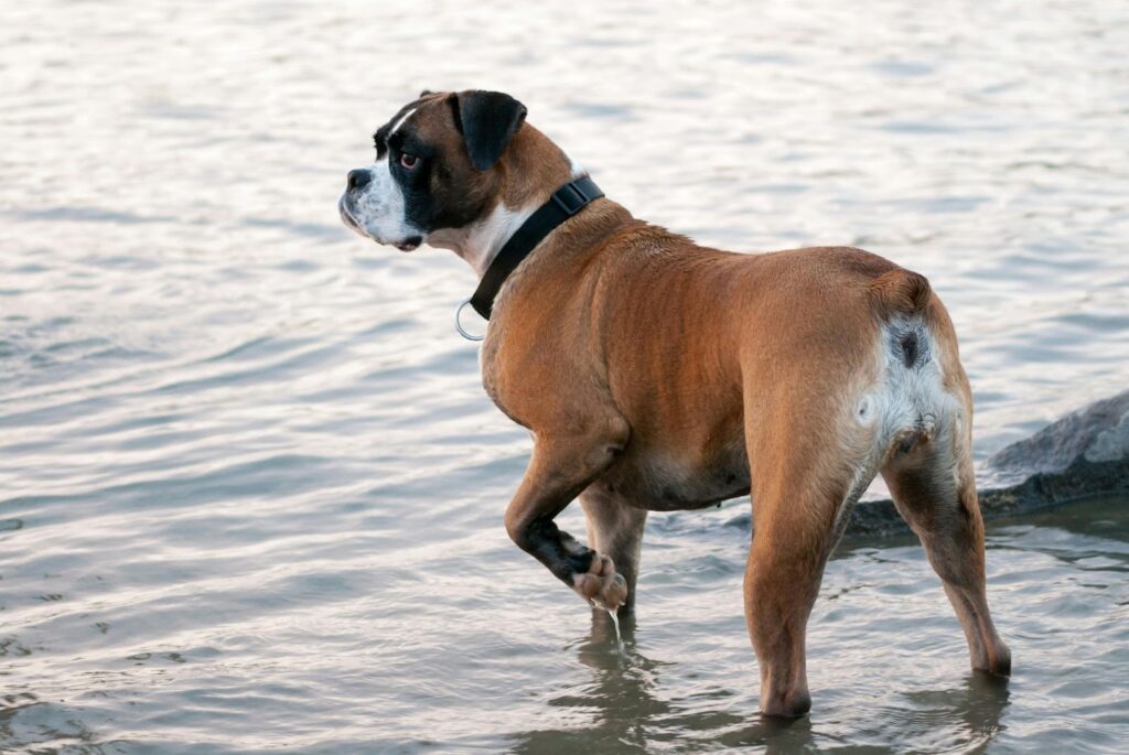 A Boxer dog near water
