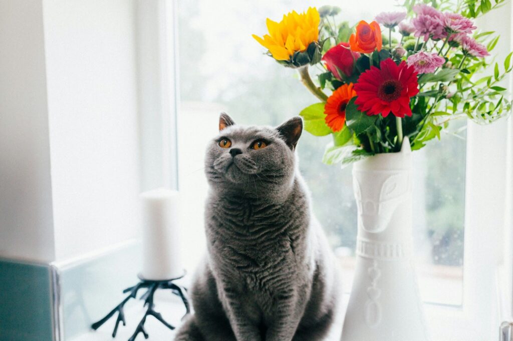 Cat looking up  and staring