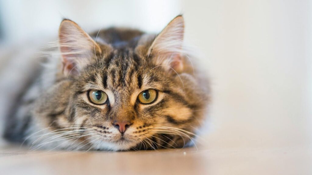 Cat staring at camera