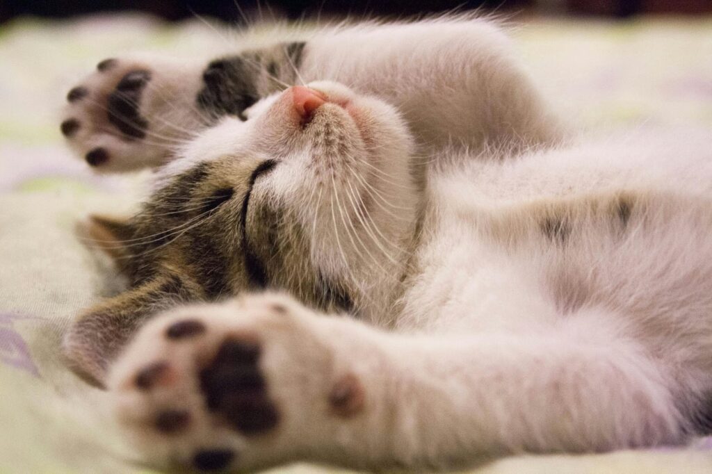 Kitten lying on its back with arms up