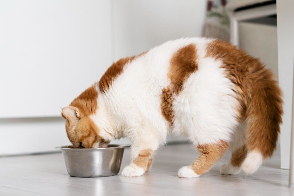 Cat eating food