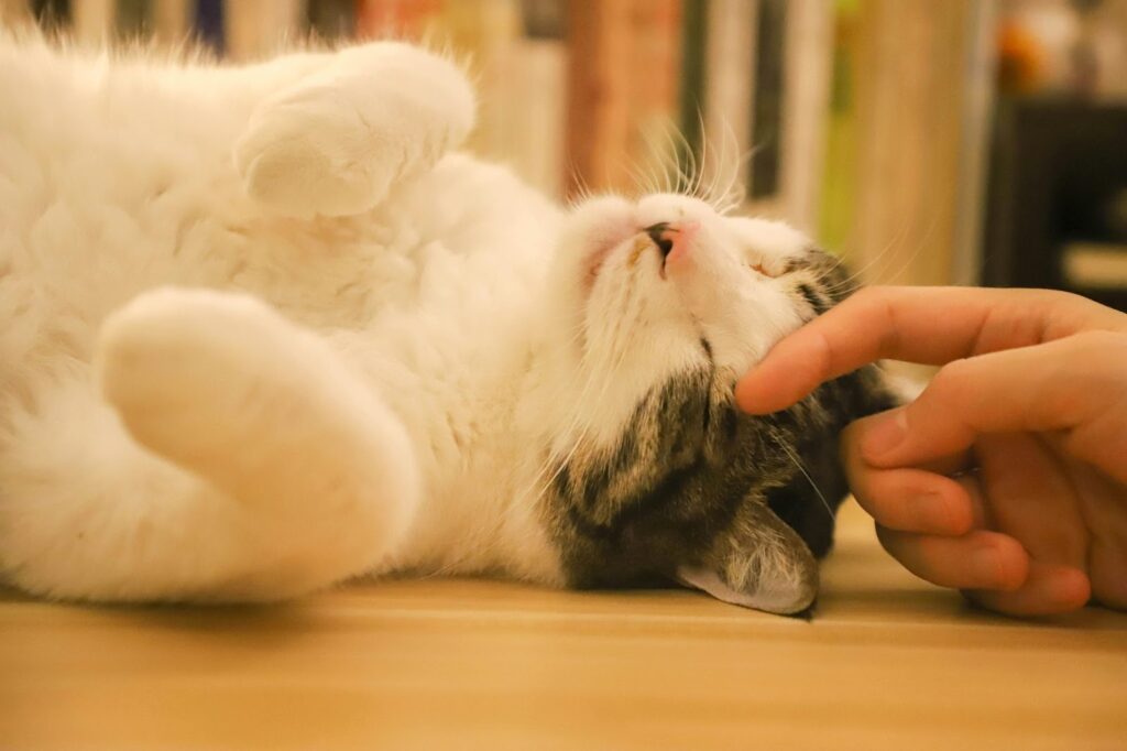 Cat enjoying a head scratch