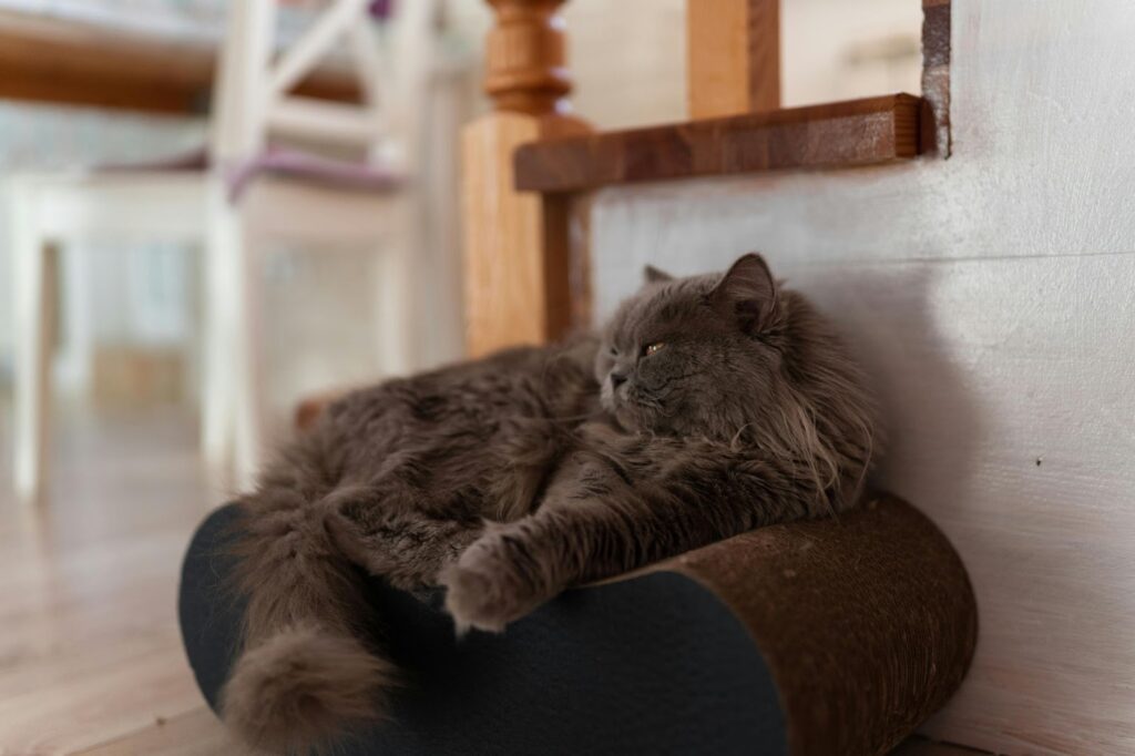 Gray cat lying on plush pillow