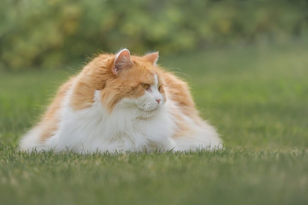 British Longhair cat