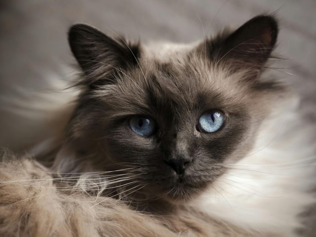 Birman Cat