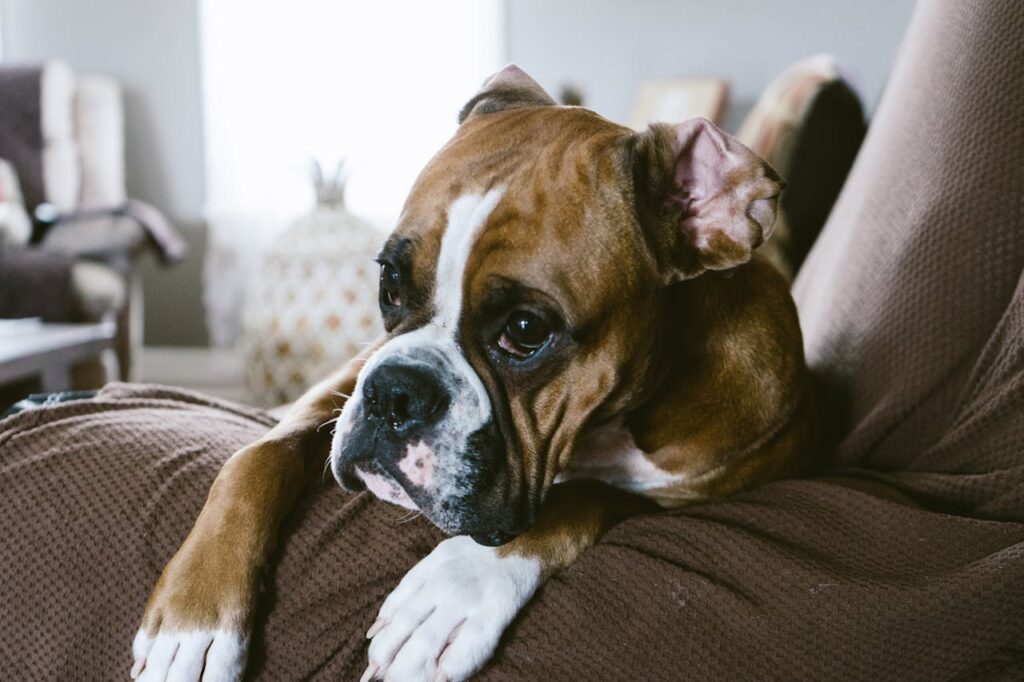 Boxer on a Couch