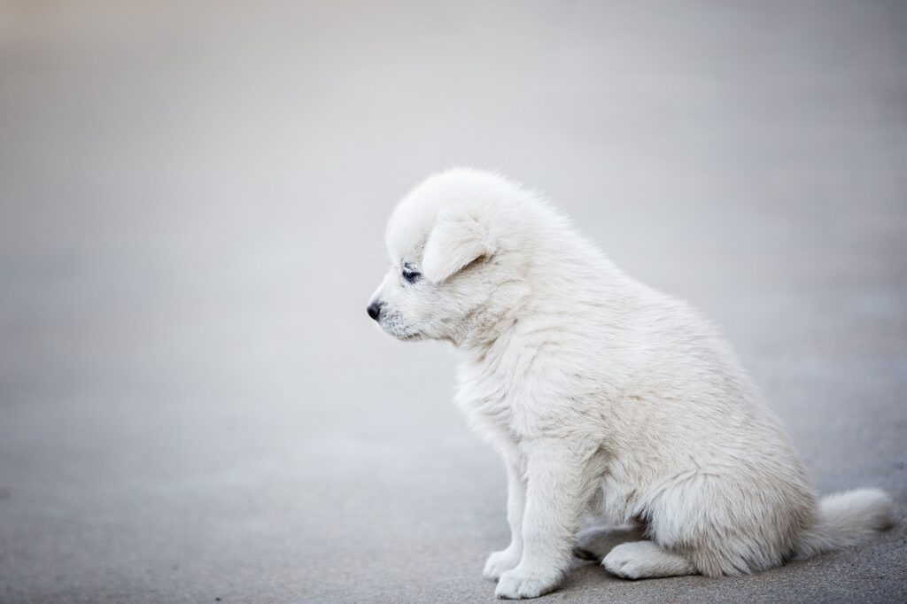A sad white puppy