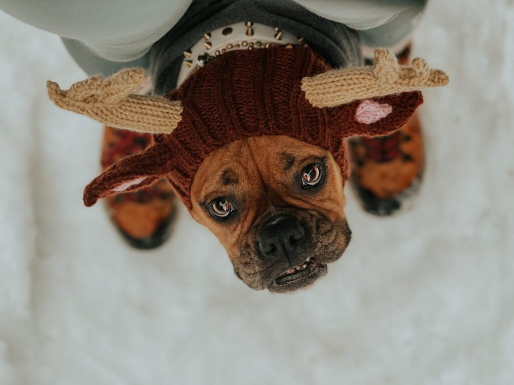 Adorable Boxer dog with puppy eyes