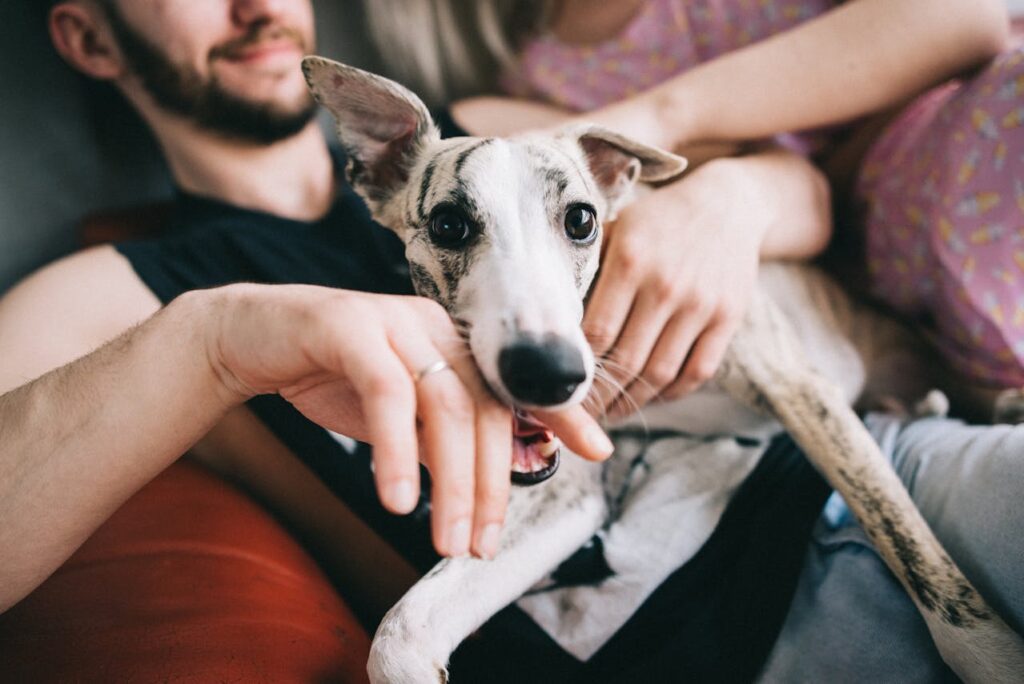 Whippet in the lap of a man