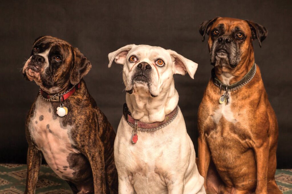 3 boxer dogs