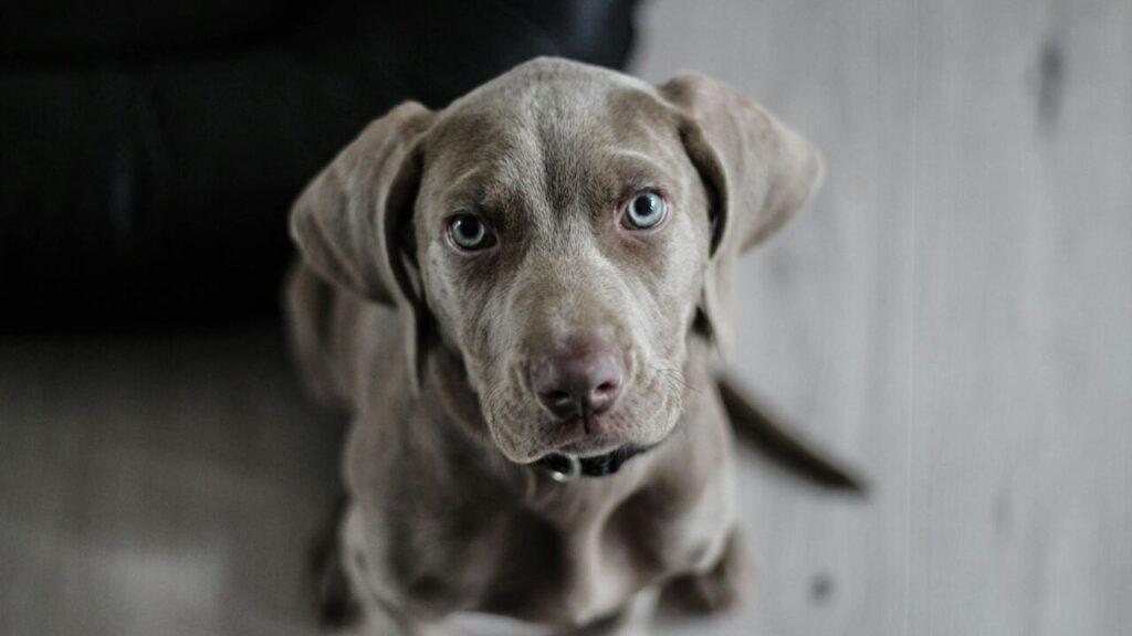 Weimaraner